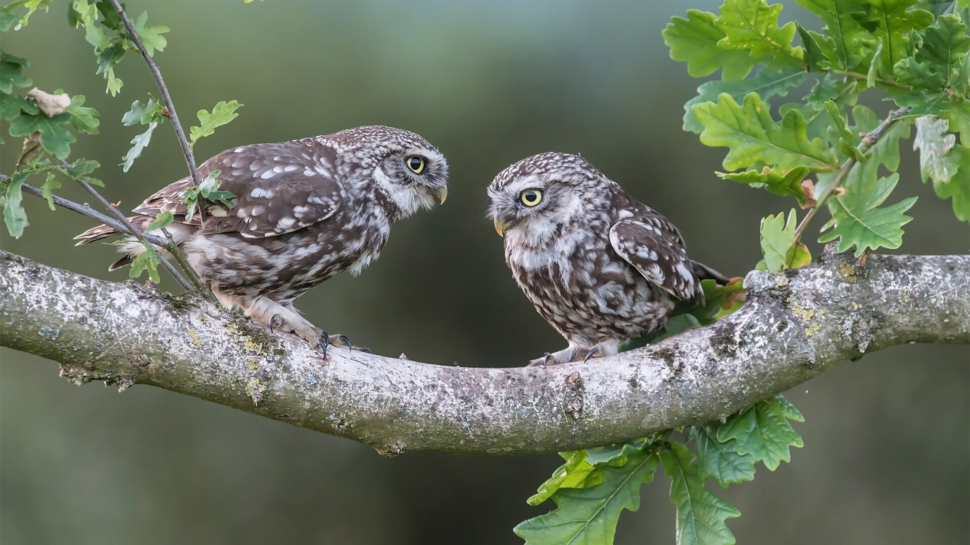 奥运周期关键战之夜,克莱·汤普森的高光时刻照亮冠军之路